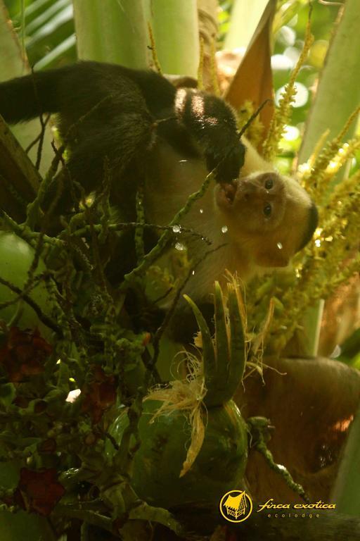 Finca Exotica Eco Lodge Carate 외부 사진
